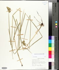 Carex alata image