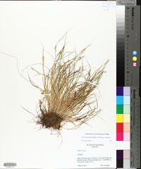 Carex bromoides subsp. bromoides image