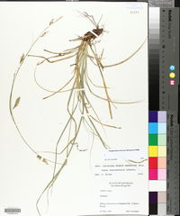 Carex cherokeensis image