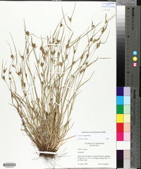 Carex corrugata image