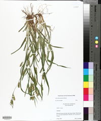 Carex flaccosperma image