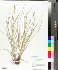 Carex triangularis image