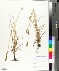 Carex triangularis image