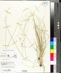 Carex deweyana image