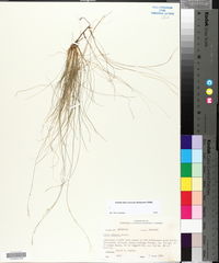 Carex eburnea image