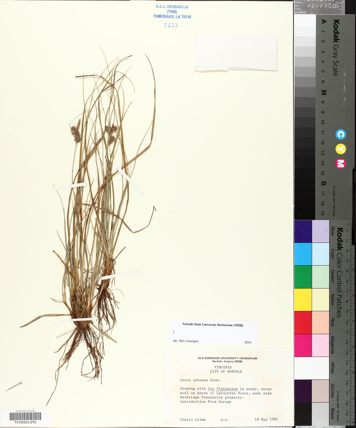 Carex extensa image