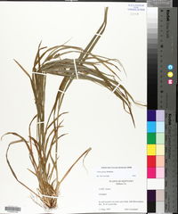 Carex grisea image