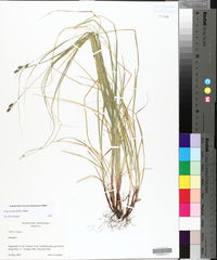 Carex swanii image