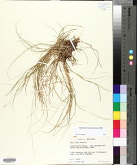 Carex trisperma image