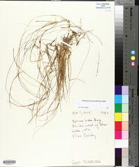 Carex trisperma image