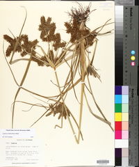 Cyperus erythrorhizos image