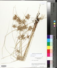 Cyperus filicinus image