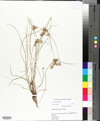 Cyperus filicinus image