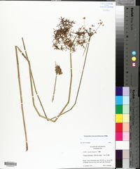 Cyperus haspan image