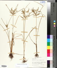 Cyperus iria image