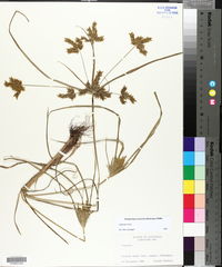 Cyperus iria image