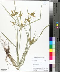 Cyperus iria image