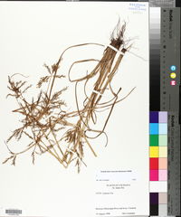 Cyperus iria image
