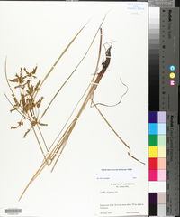 Cyperus iria image