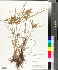 Cyperus iria image