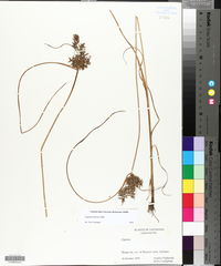 Cyperus pilosus image
