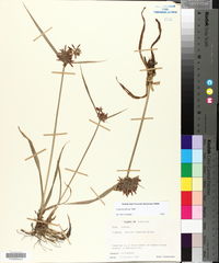 Cyperus pilosus image