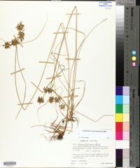 Cyperus polystachyos var. texensis image