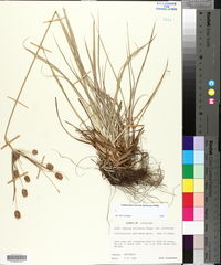 Cyperus retrorsus var. retrorsus image