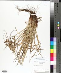 Cyperus retrorsus image