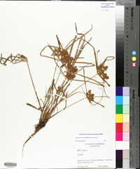 Cyperus retrorsus var. retrorsus image