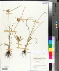 Cyperus retrorsus image