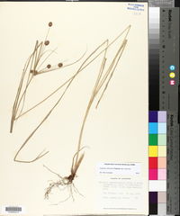 Cyperus retrorsus image