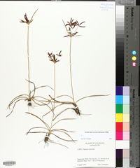 Cyperus rotundus image