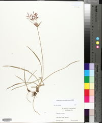 Cyperus rotundus image