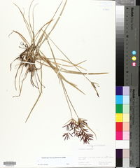 Cyperus rotundus image