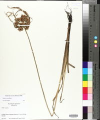 Cyperus virens image