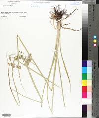 Cyperus virens image