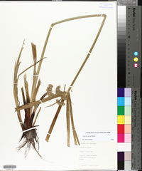 Cyperus virens image