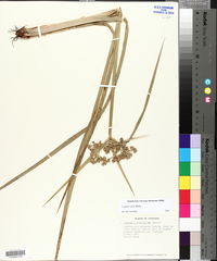 Cyperus virens image