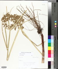 Cyperus virens image