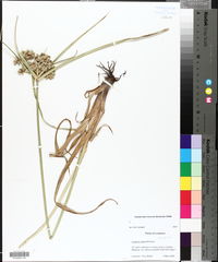 Cyperus virens image