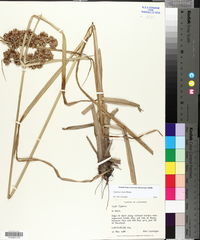 Cyperus virens image