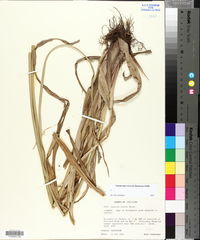 Cyperus virens image