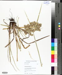 Cyperus virens image