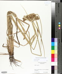 Cyperus virens image