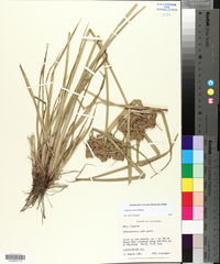 Cyperus virens image
