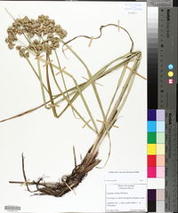 Cyperus virens image