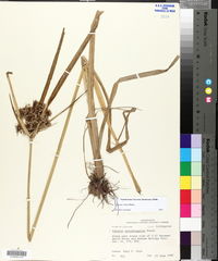 Cyperus virens image