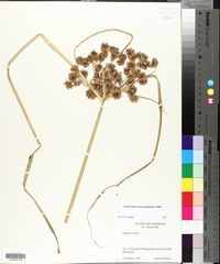 Cyperus virens image
