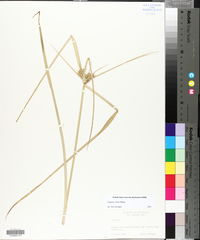 Cyperus virens image